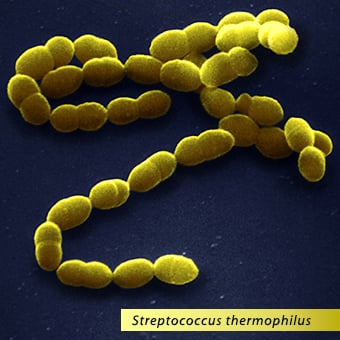 SEM micrograph of Streptococcus thermophilus